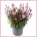 Bild von VP Gaura P19 Gaudi medium pink